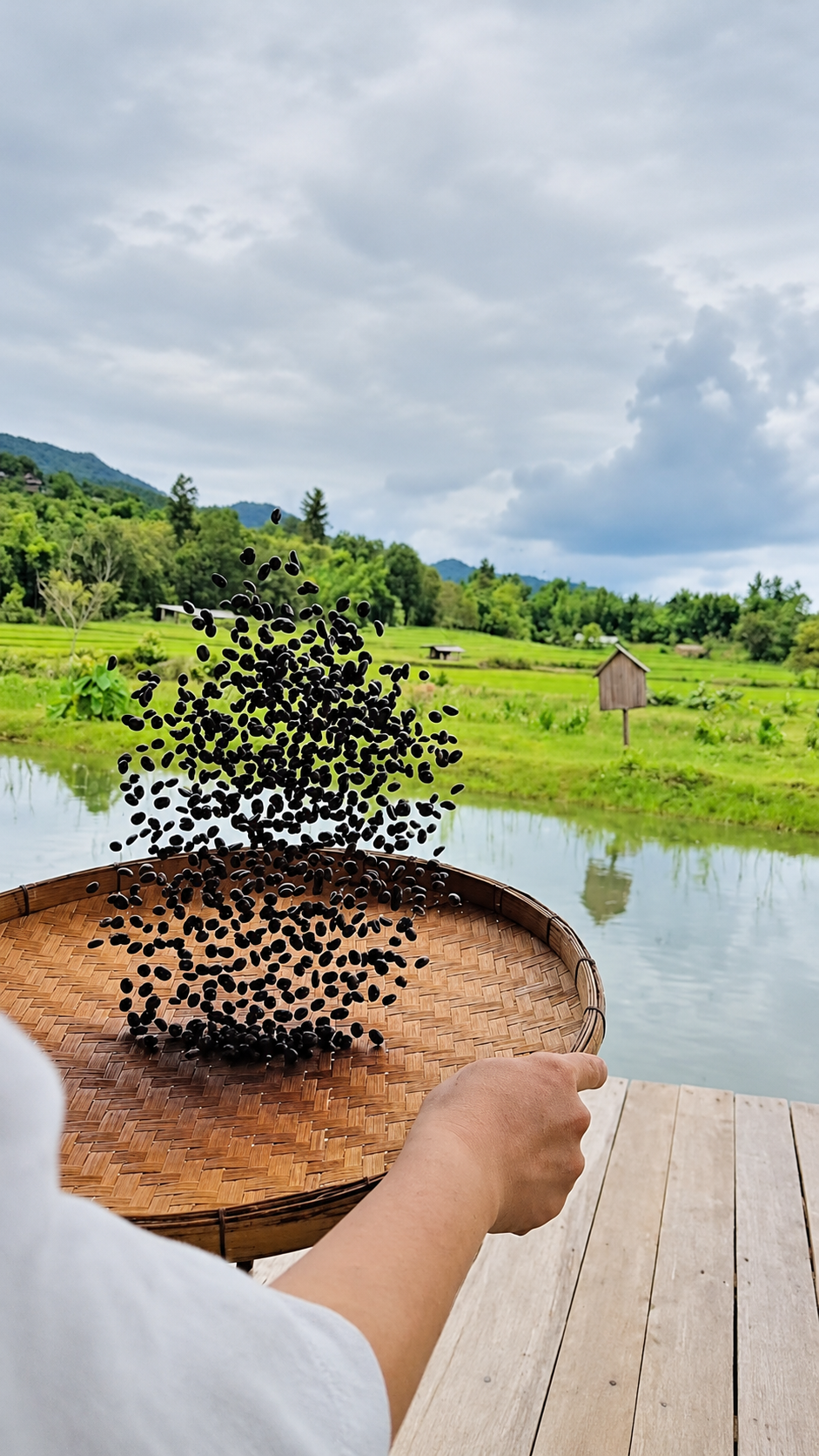 Coffee bean sorting and processing at a rural coffee farm in Chiang Mai