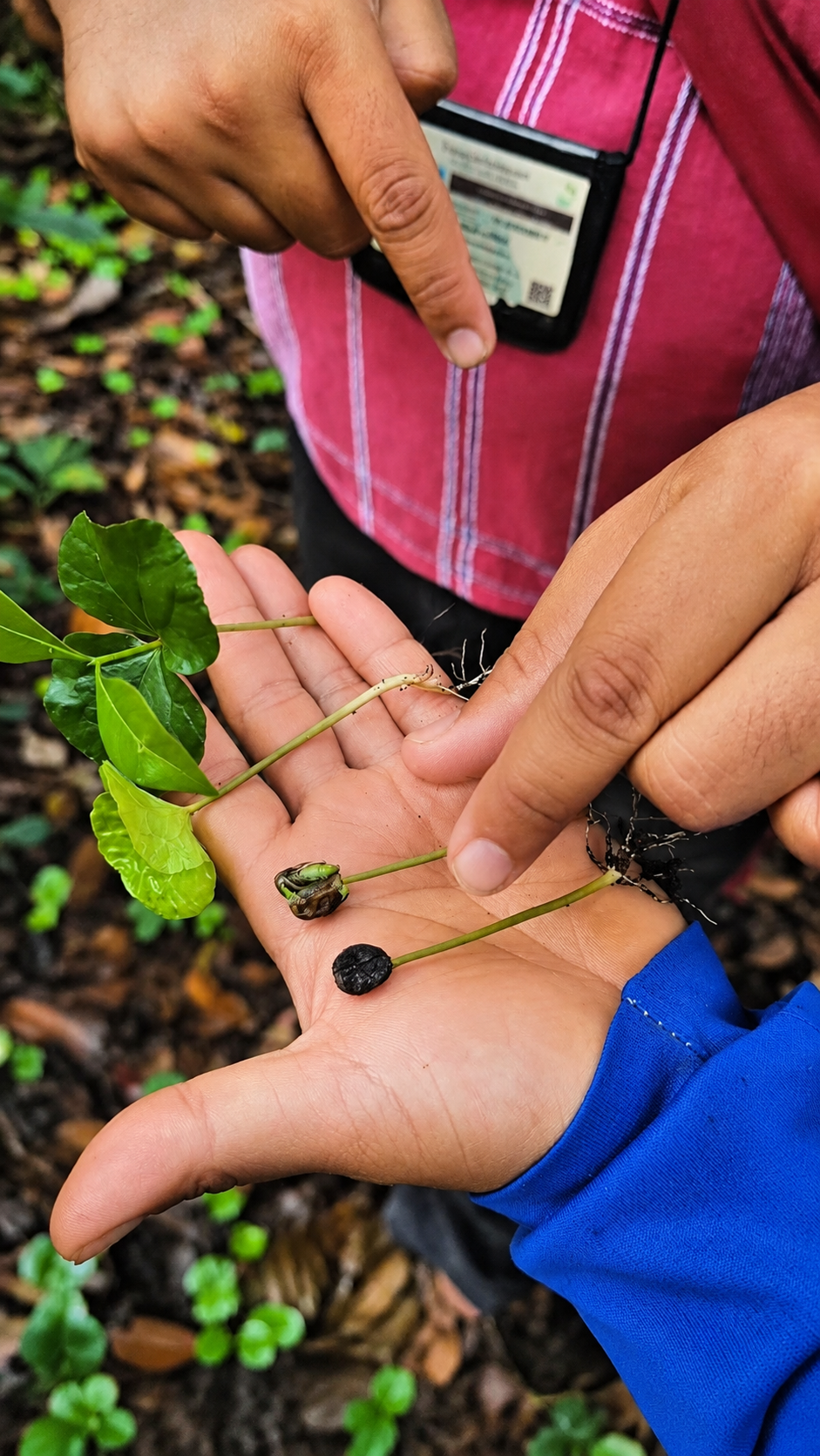 Coffee plant and farm education close-up in Chiang Mai Thailand