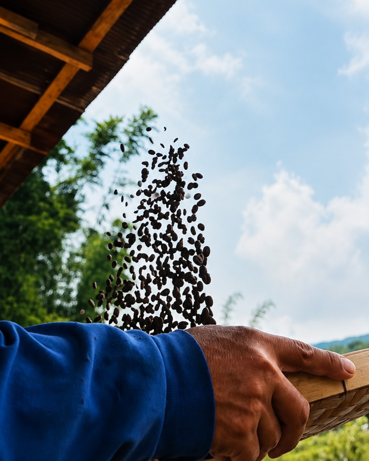 Shade-Grown Coffee Farm — Coffee Origin Storytelling in Chiang Mai